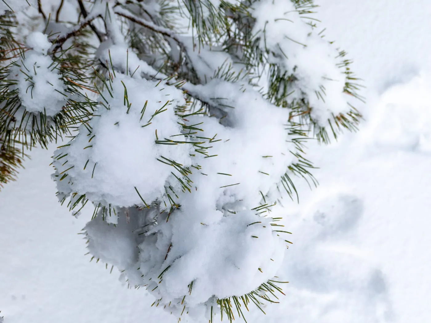 Aspen Flocked Fir 7.5 ft Pre-Lit