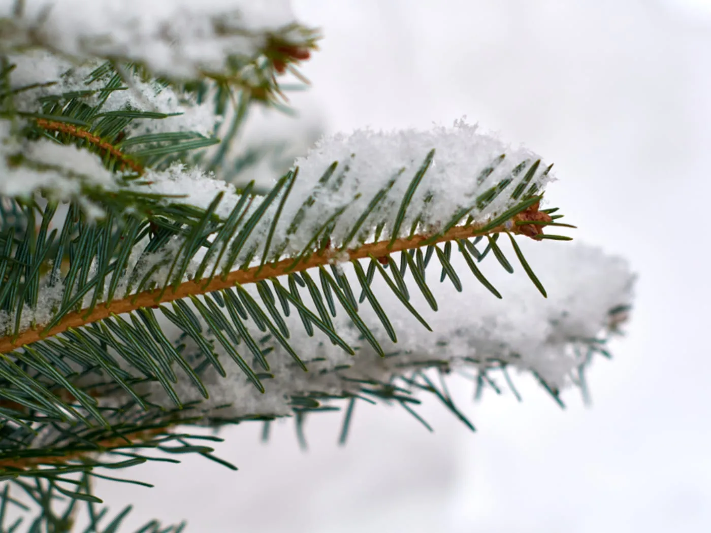 Frosted Berry Pine 4.5 ft